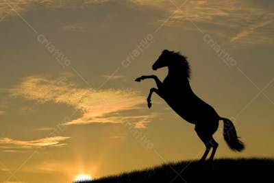Cavalos (44)