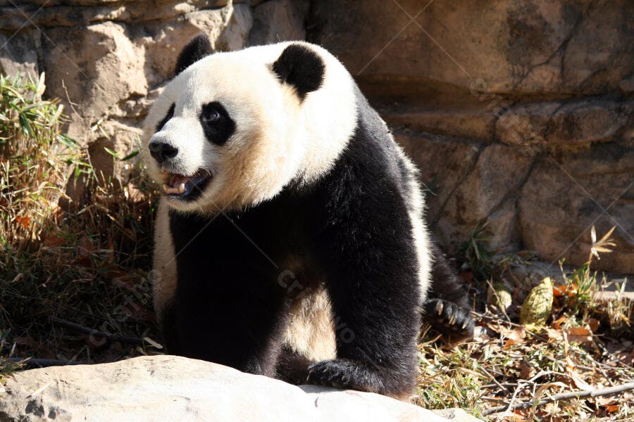 Panda gigante em recinto rochoso