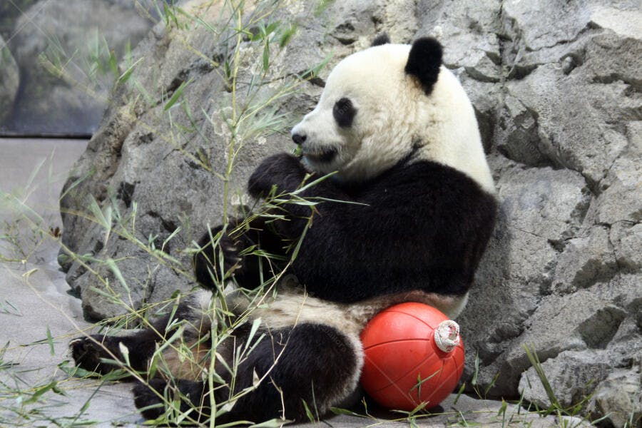 Panda gigante comendo bambu perto de rocha
