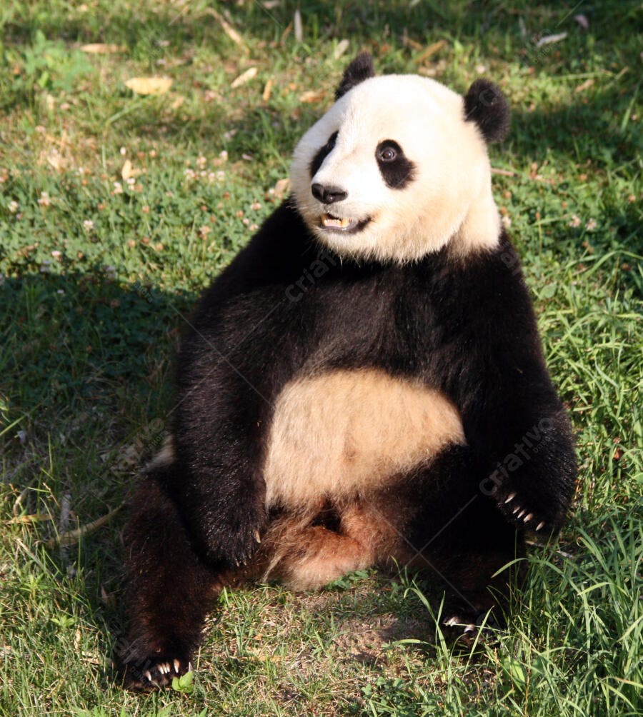 Panda gigante sentado na grama