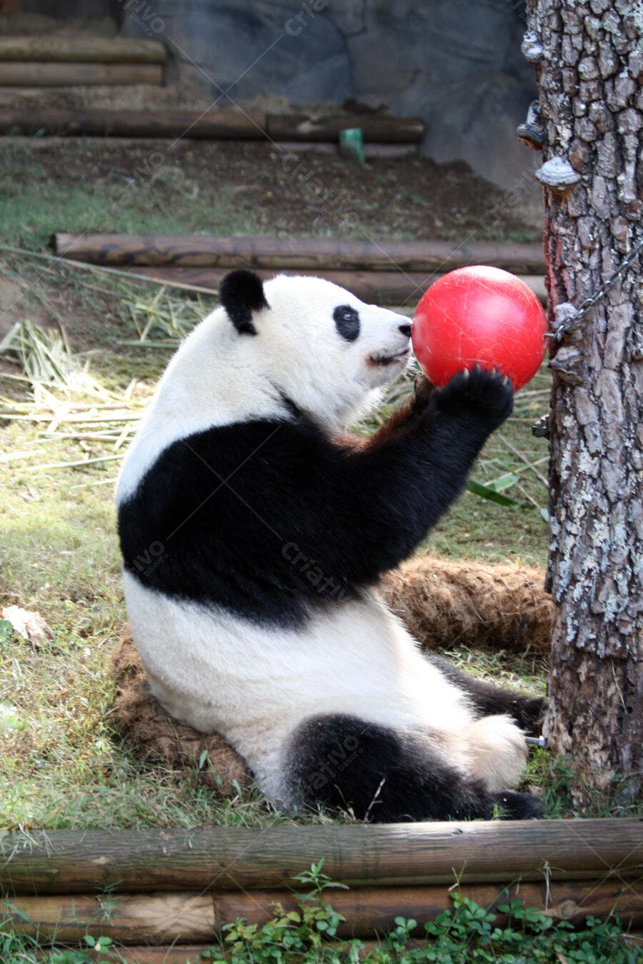 Panda brincando com bola vermelha