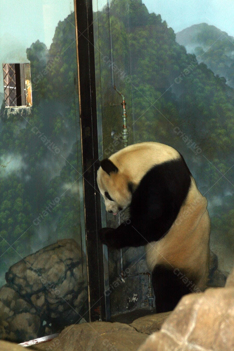 Panda gigante em recinto com pintura de montanha