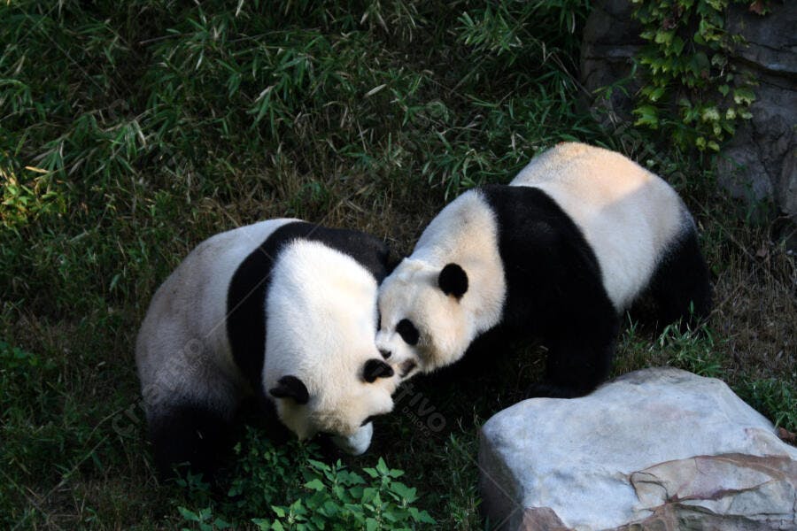 Pandas brincando em habitat natural
