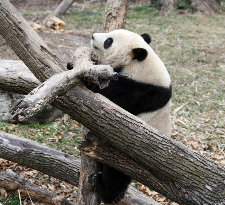 Panda gigante brincando em tronco de árvore