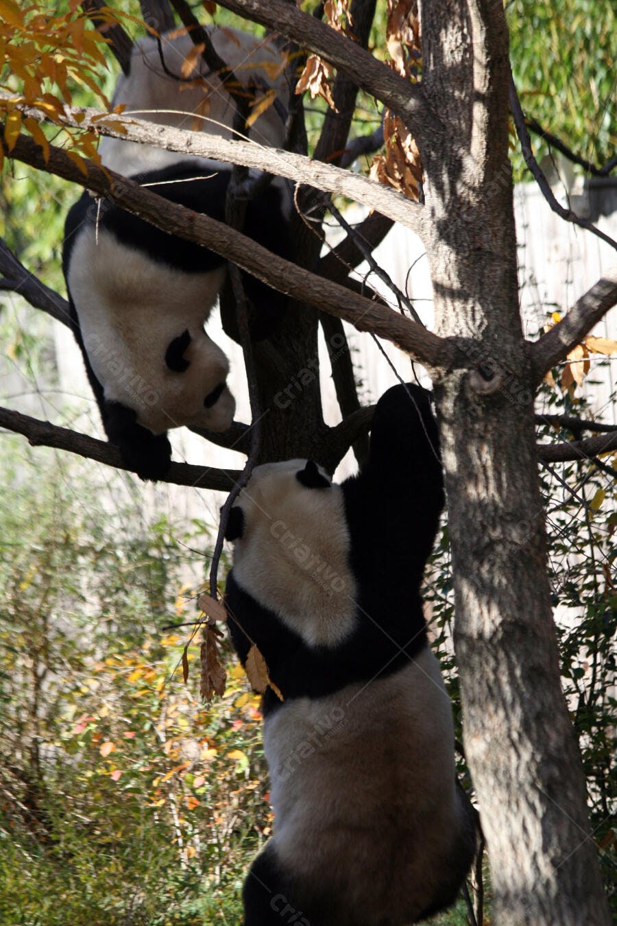 Pandas brincando em árvore outono