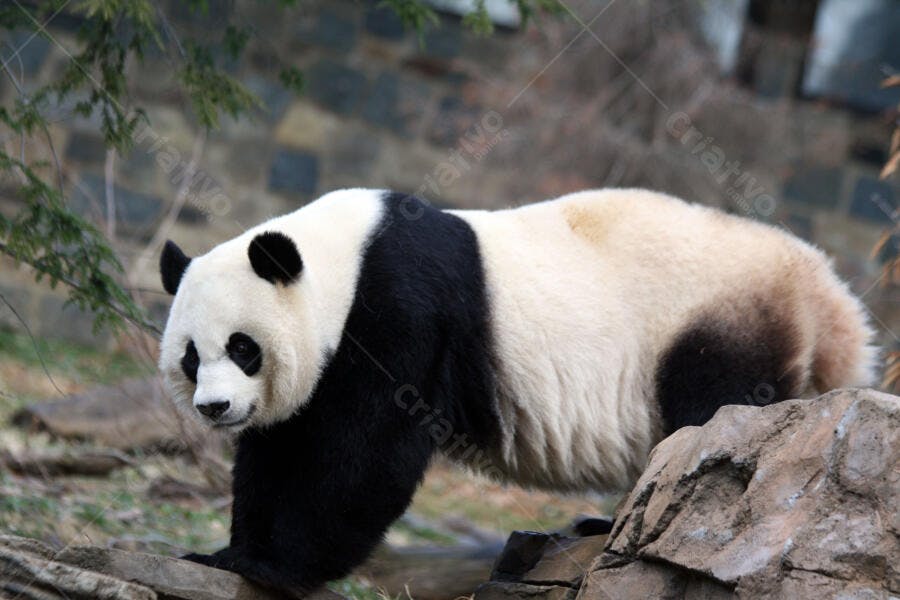 Panda gigante em habitat rochoso