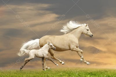Cavalos (42)