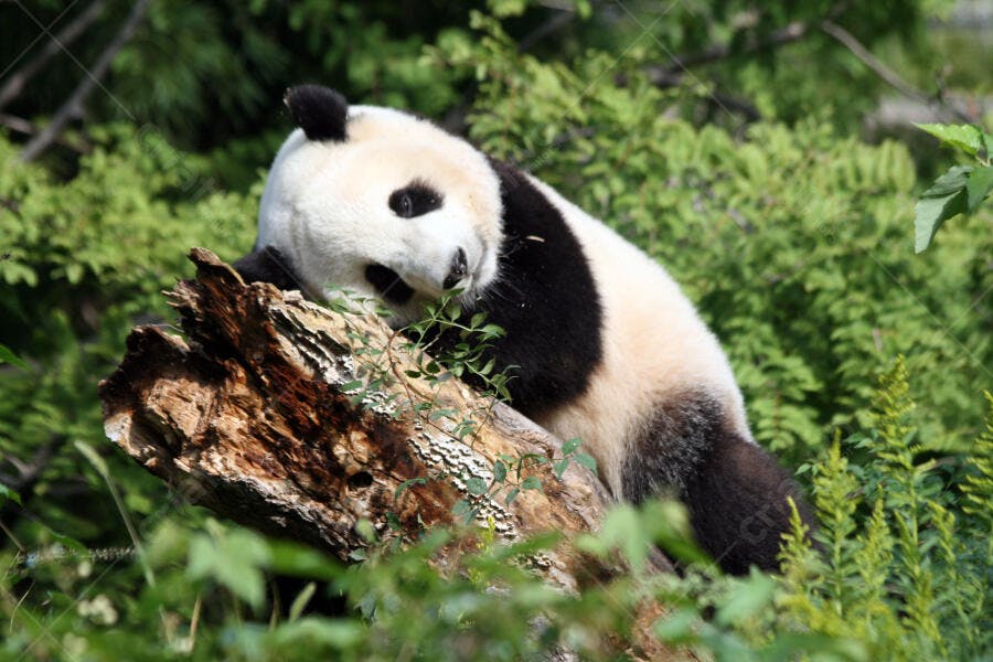 Panda gigante descansando em tronco de árvore