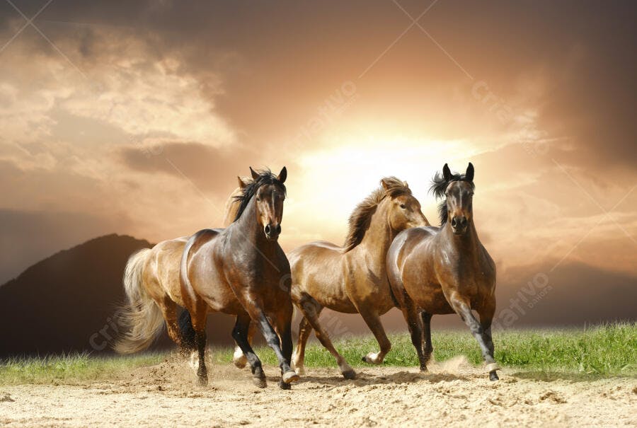 Cavalos correndo ao pôr do sol
