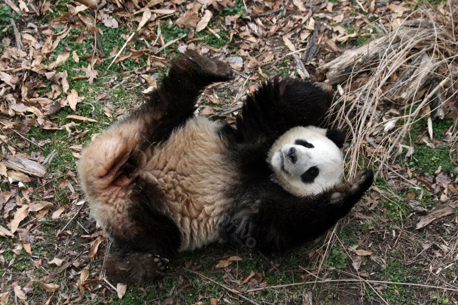 Panda gigante brincando no chão de folhas