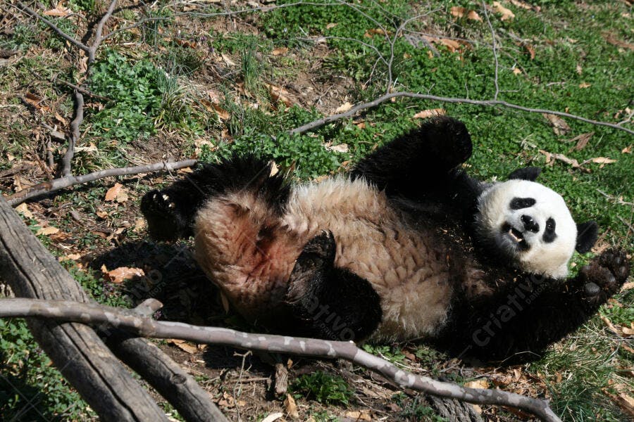 Panda brincando no chão gramado