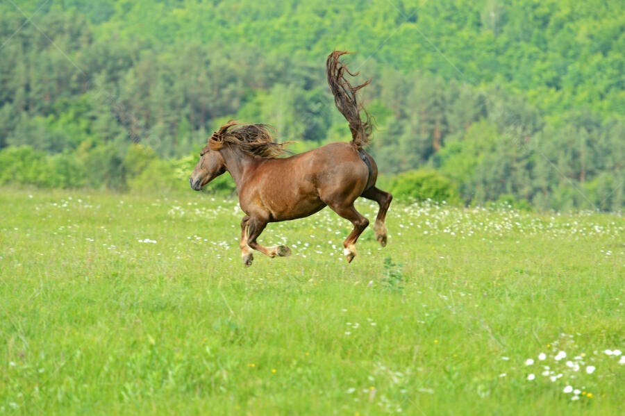 Cavalo castanho galopando em campo verde