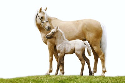 Cavalos (39)