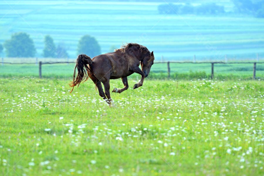 Cavalo marrom brincando em pasto verde