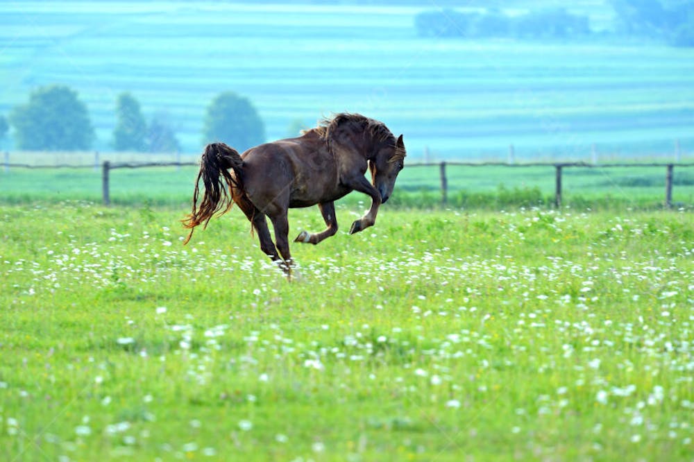 Cavalos (51)