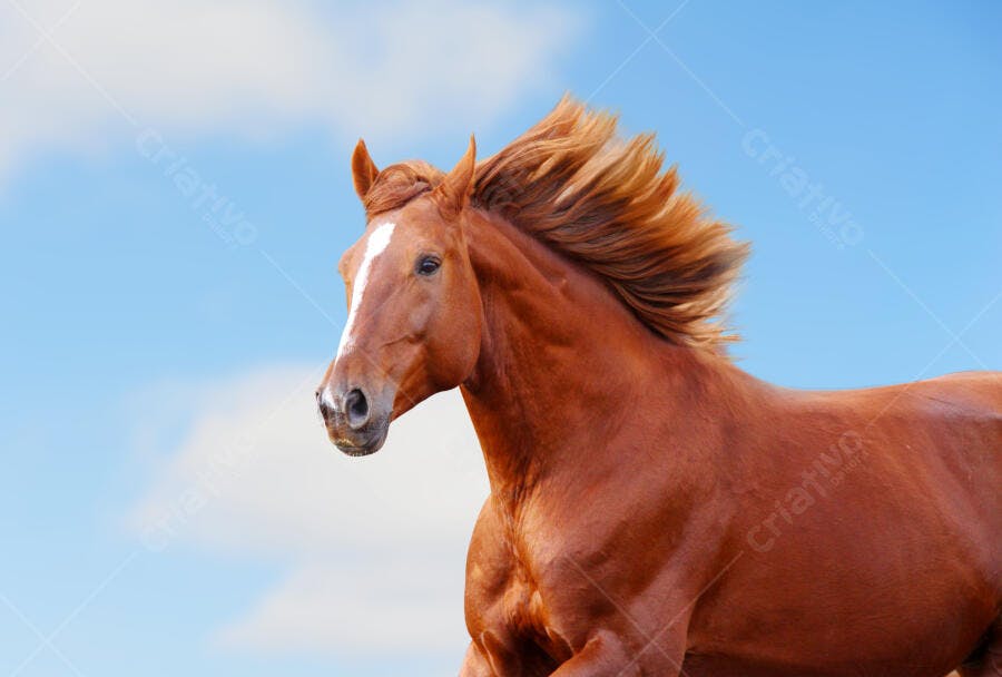 Cavalo castanho correndo céu azul
