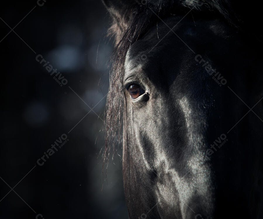 Olho de Cavalo Preto em Close