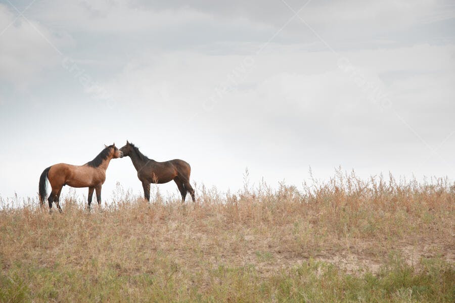 Dois cavalos se encontrando em campo aberto