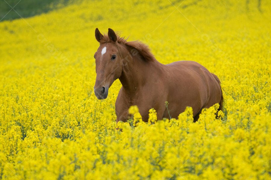 Cavalo castanho em campo de girassóis
