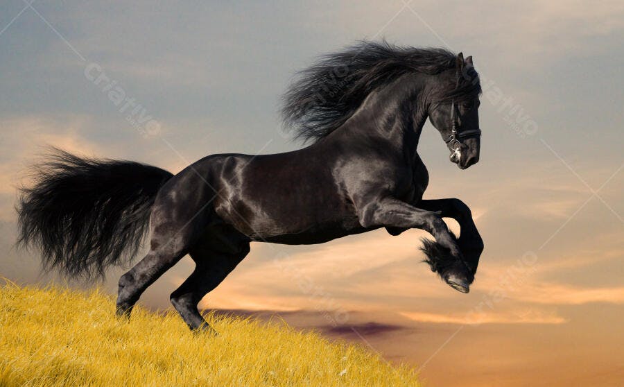 Cavalo Preto saltando no campo ao entardecer