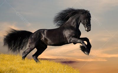Cavalos (38)