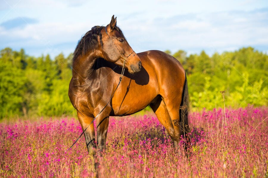 Cavalo castanho em campo florido