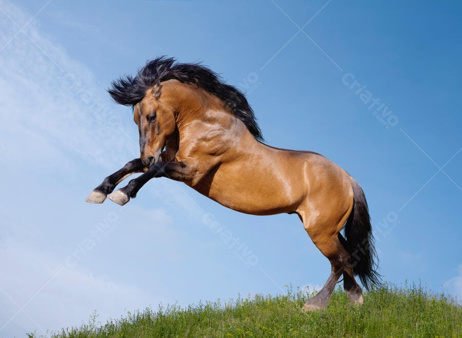 Cavalo castanho saltando num campo ensolarado