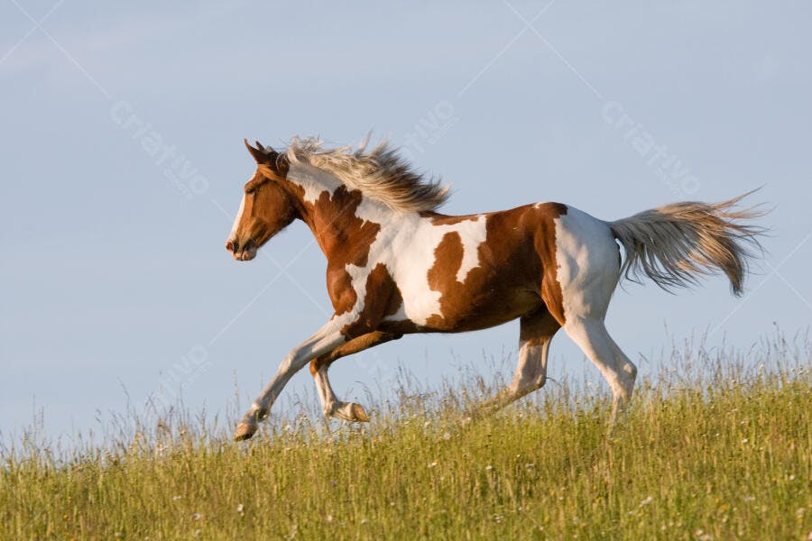 Cavalo Pinto galopando em campo verde