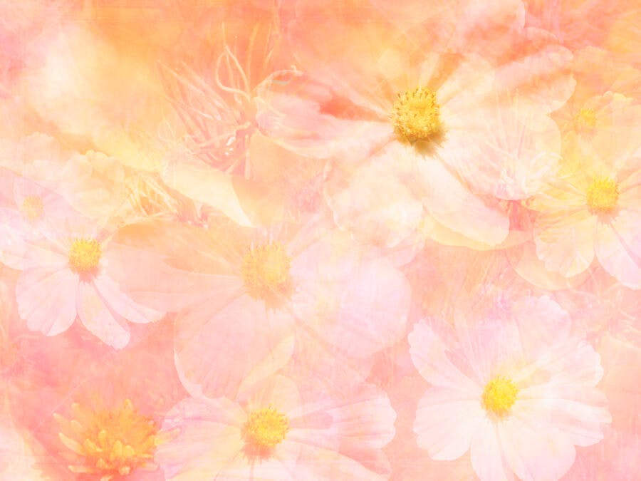 Flores cor-de-rosa e laranjas suaves em fundo pastel