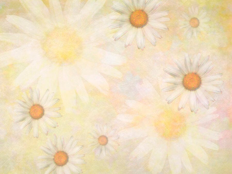 Margaridas brancas em fundo pastel suave