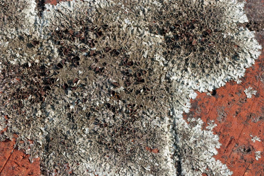 Lichen em superfície de tijolo vermelho