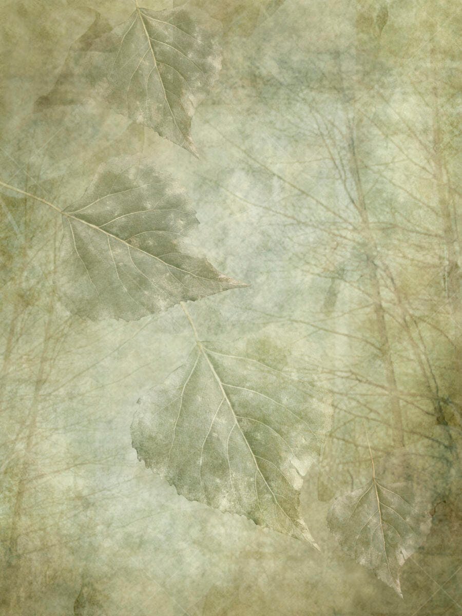 Folhas secas sobre fundo verde-acinzentado