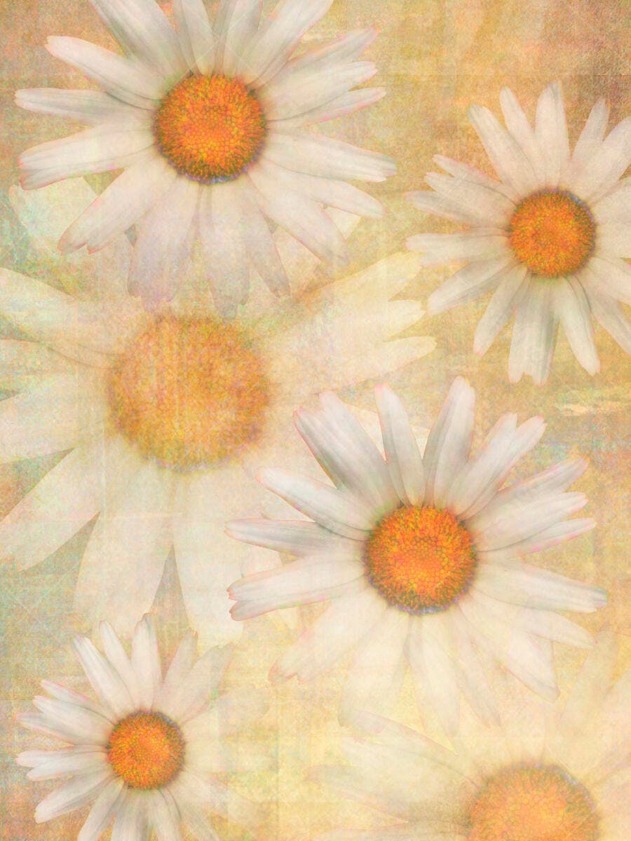 Margaridas brancas fundo bege suave