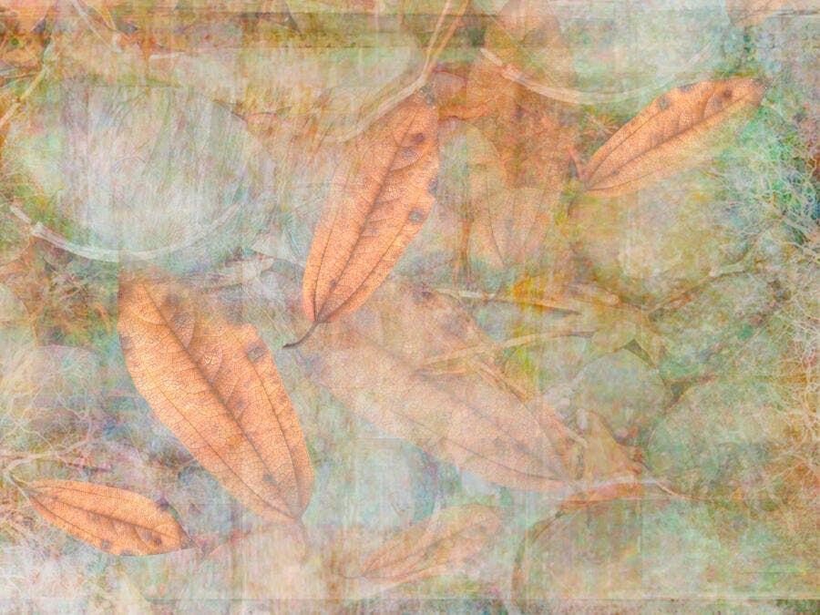 Folhas secas sobre fundo abstrato