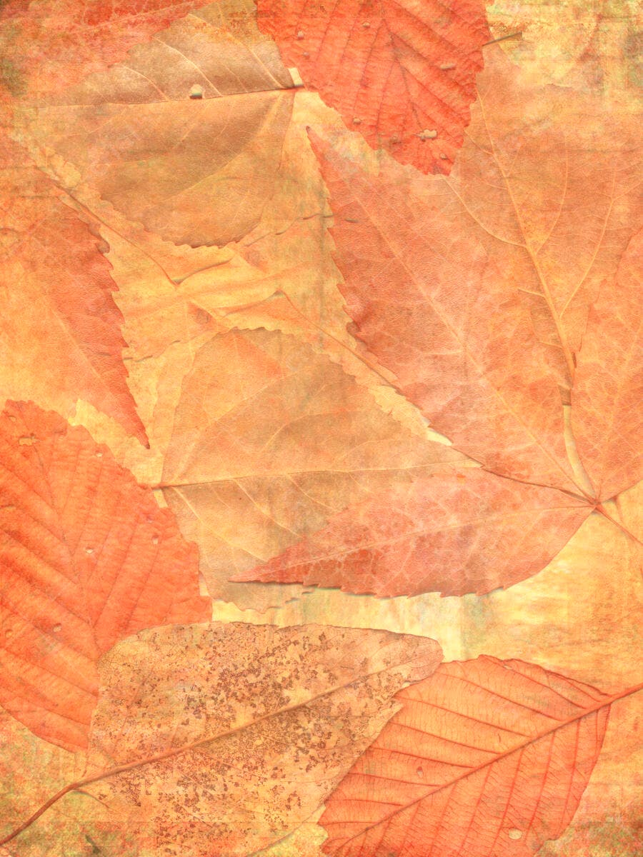 Folhas de Outono tons laranja e amarelo