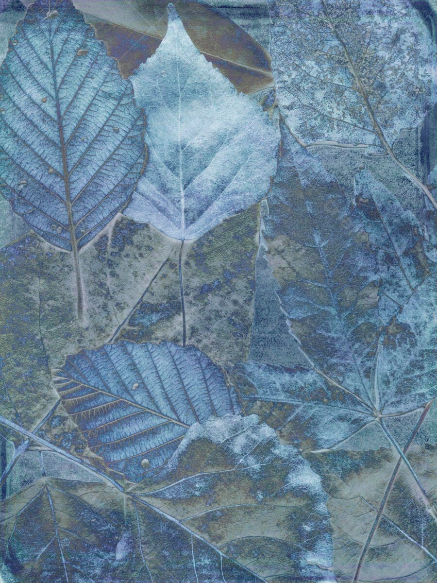 Folhas azuis e cinzas textura outono