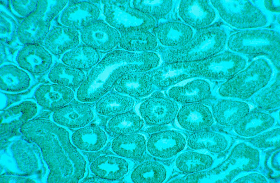 Microscopia Tecido Azul-Verde estruturas celulares