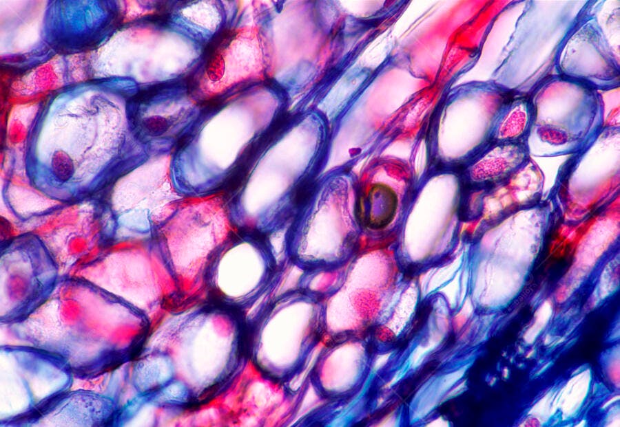 Microscopic Image Plant Cells Pink Purple Blue