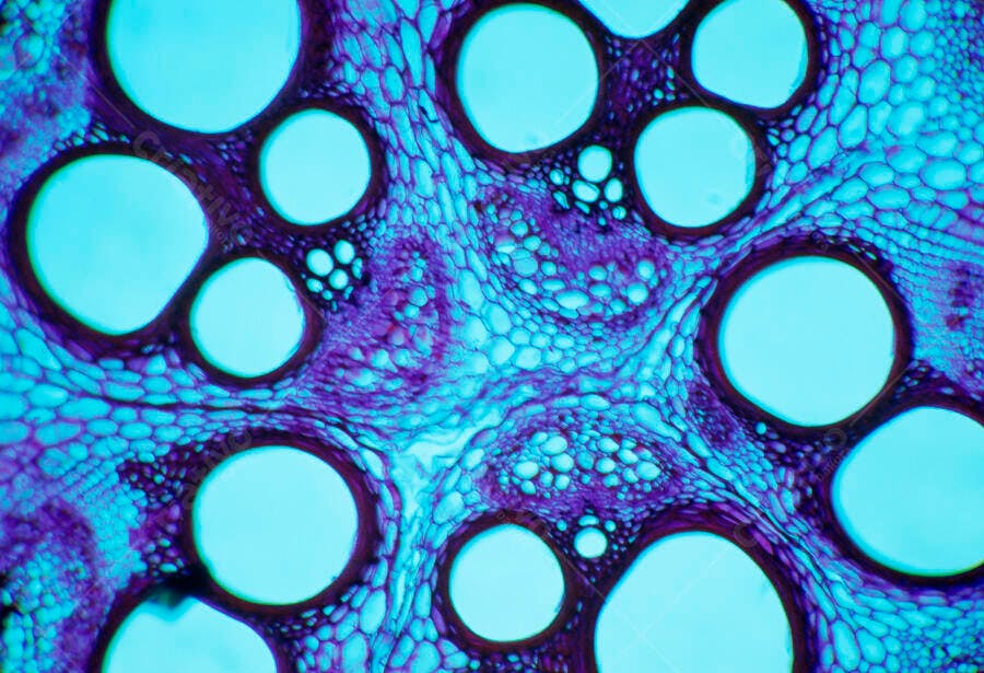 Microscopia Tecido Vegetal Azul e Roxo