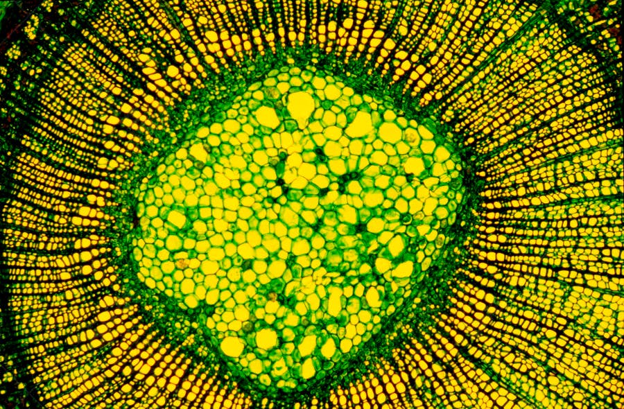 Corte transversal de caule vegetal amarelo e verde
