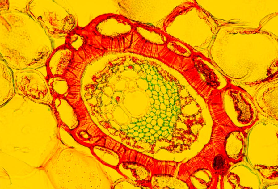 Secção transversal de caule vegetal microscópio
