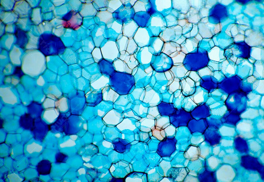 Microscopia Célula Vegetal tons azuis