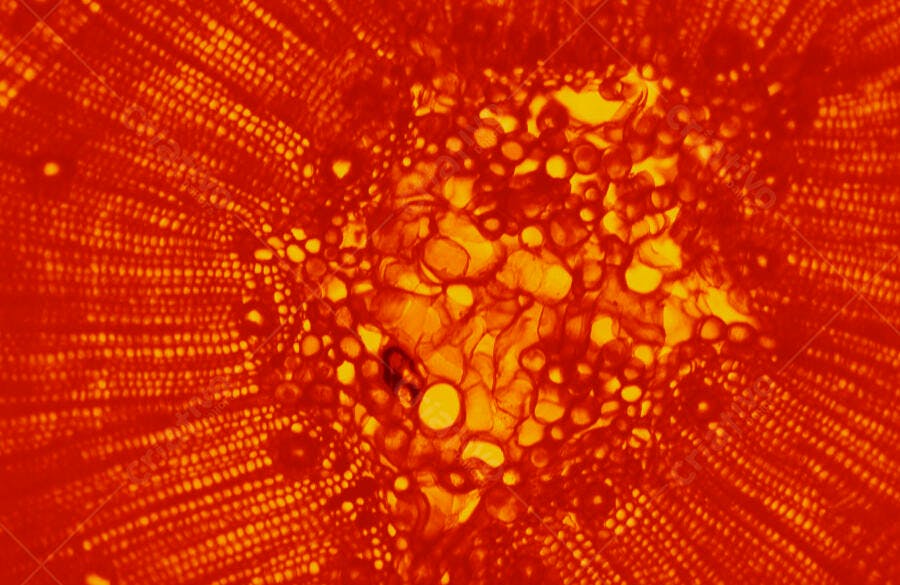 Secção transversal de tronco árvore tons laranja e vermelho