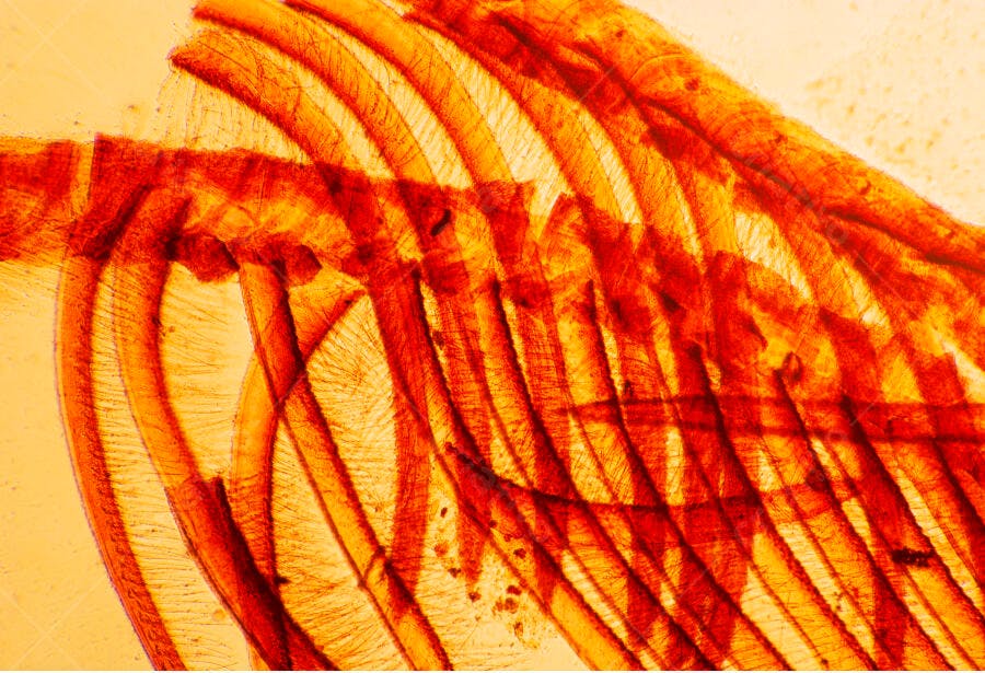 Microscopia de Fibras Vermelhas e Laranja