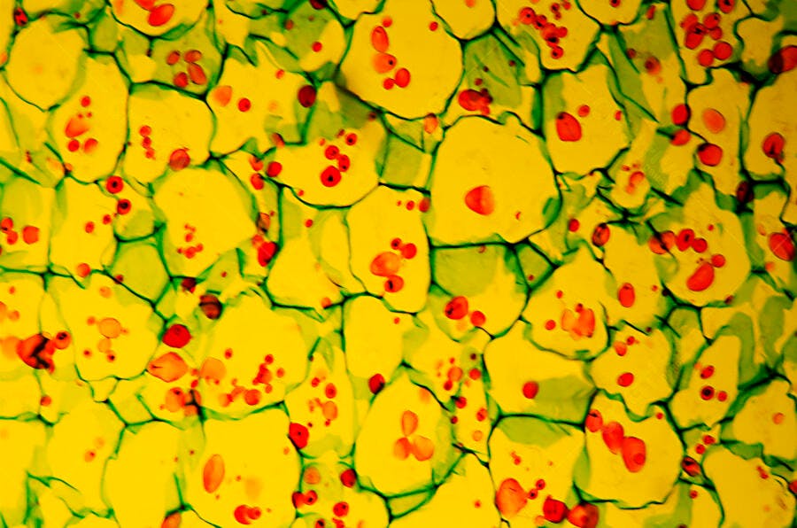 Padrão celular amarelo verde e vermelho