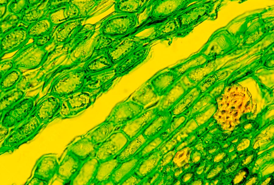 Microscopia de célula vegetal verde e amarela