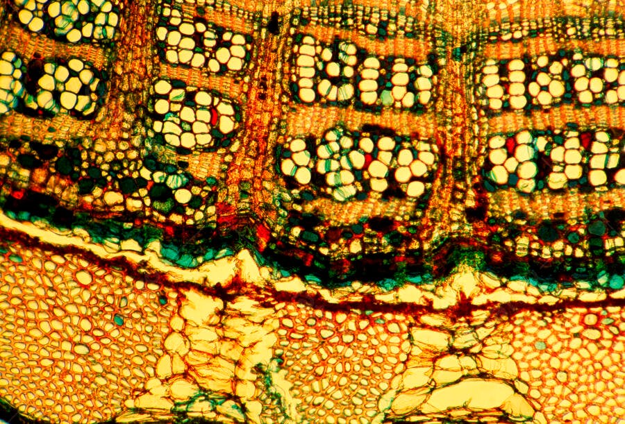 Secção transversal de caule vegetal microscópica