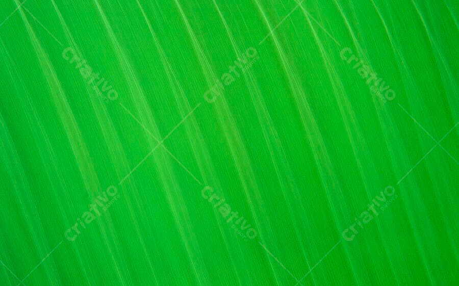 Folha de bananeira verde textura natural