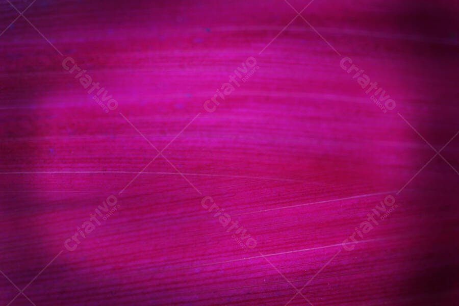 Textura Folha Rosa Magenta Detalhe