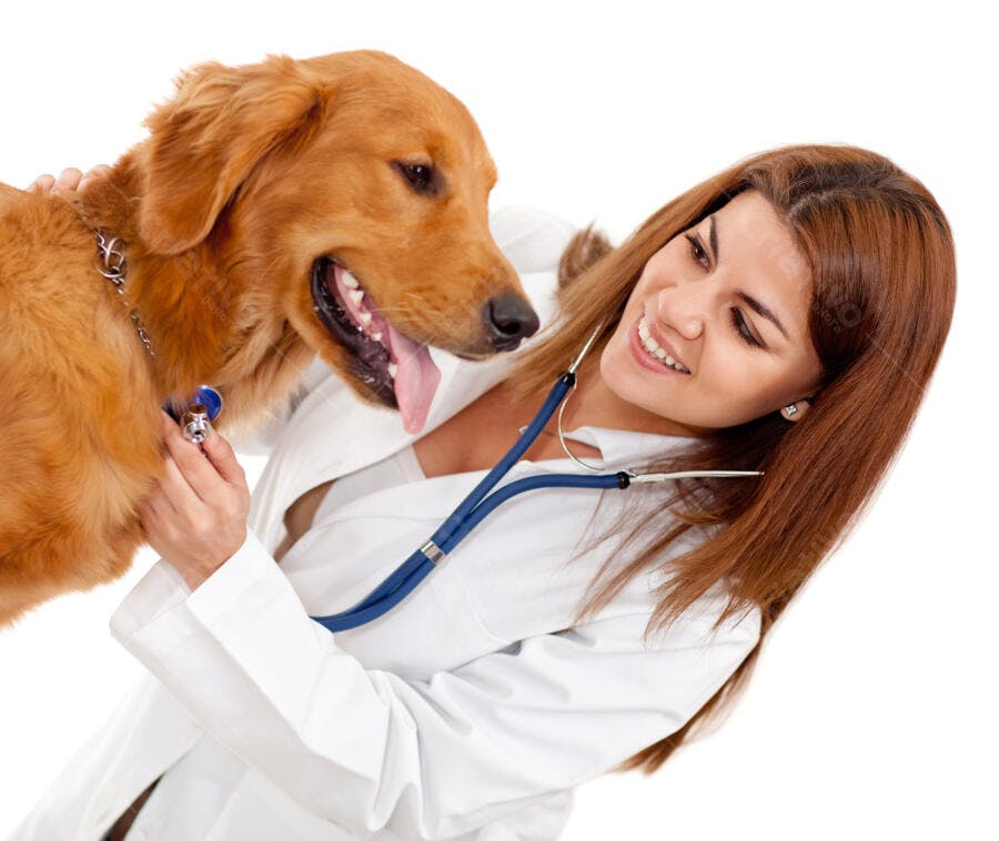 Veterinária examinando cachorro dourado